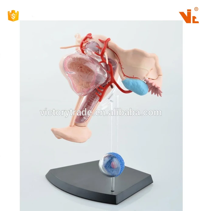 V-HM10 4D MASTER female reproductive system anatomical uterus model