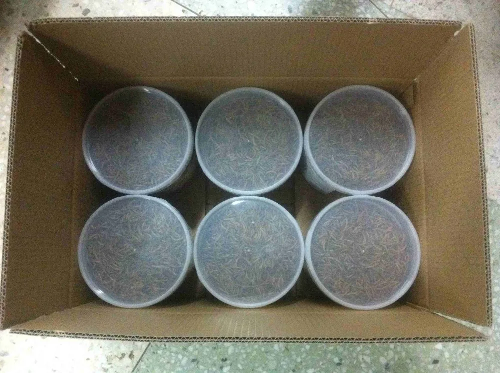  Китайская Ферма для разведения мелких червей