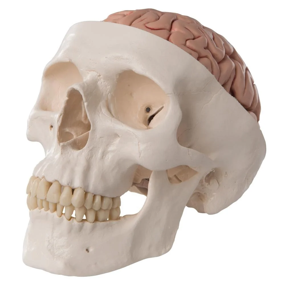 Human Plastic Skull with brain anatomical model