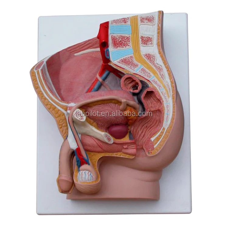 Median Sectioned Male Pelvis Model, 2-part Detachable Male Genital Organs