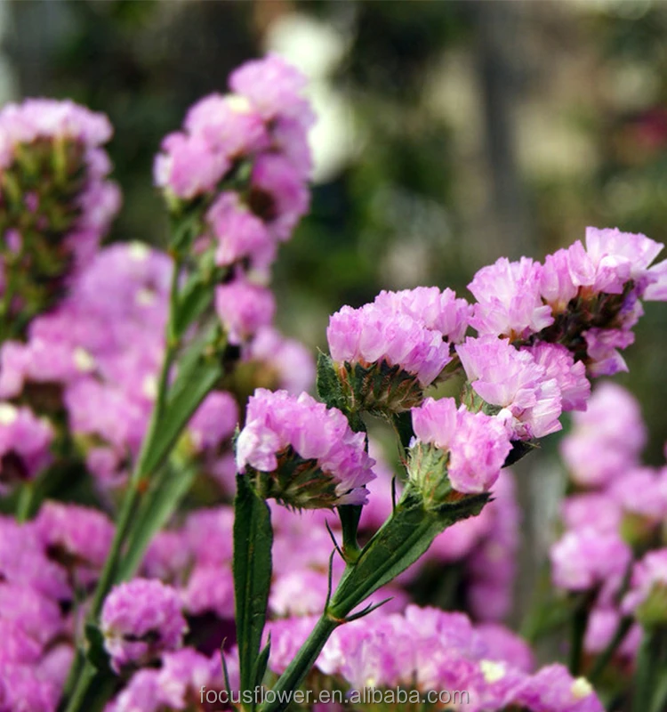 The best fresh cut statice flower from Yunnan for gift