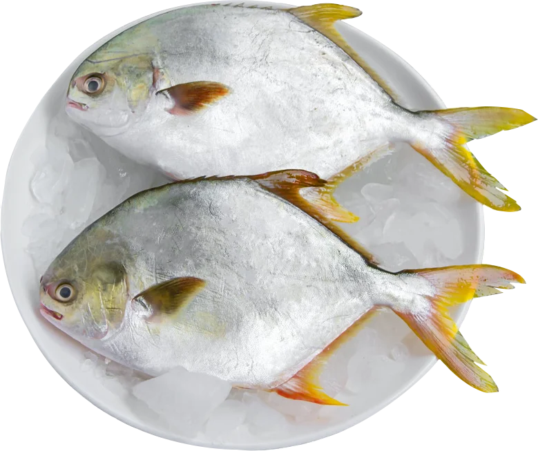 High quality FROZEN GOLDEN POMFRET