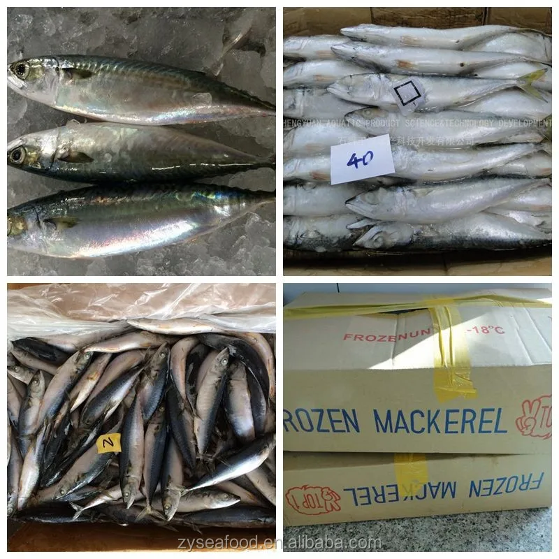 wholesale frozen seafood factory from china