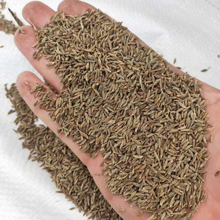Высокое качество тмин китайские семена тмина