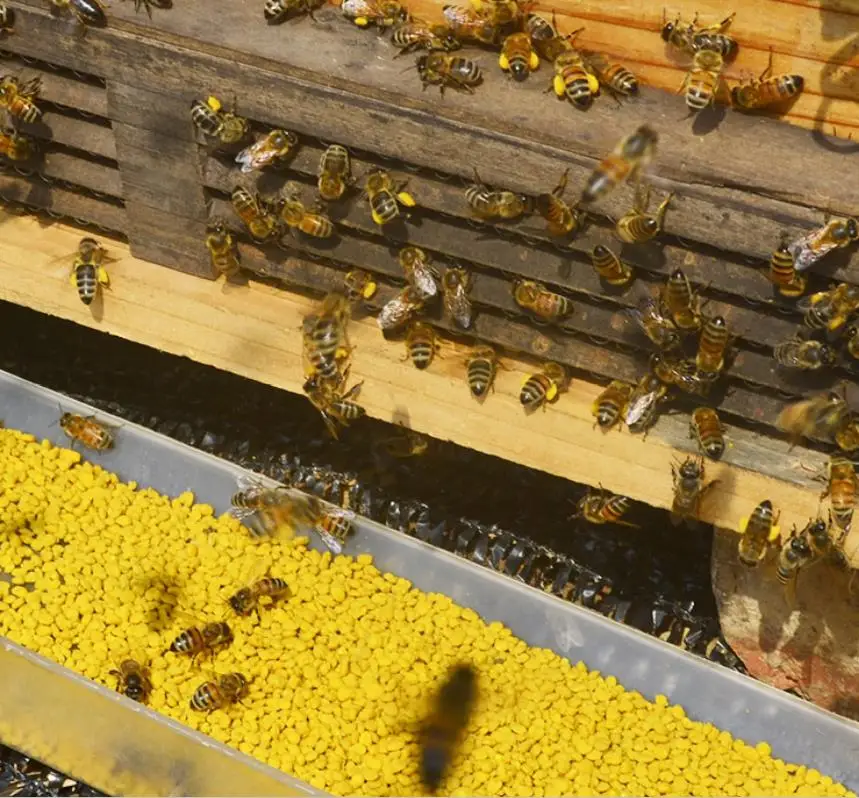 Natural Entomophile pollen Honey bee pollen for food Supplement