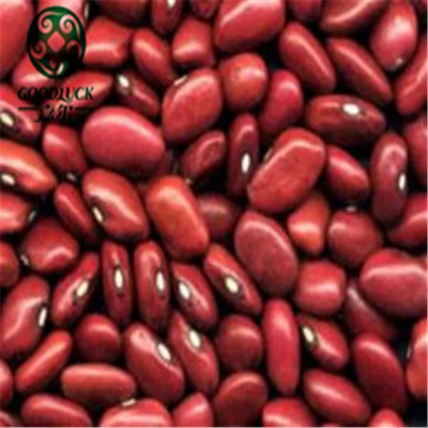 
Sweet Small Square Red Kidney Beans for Paste or Powder Price 