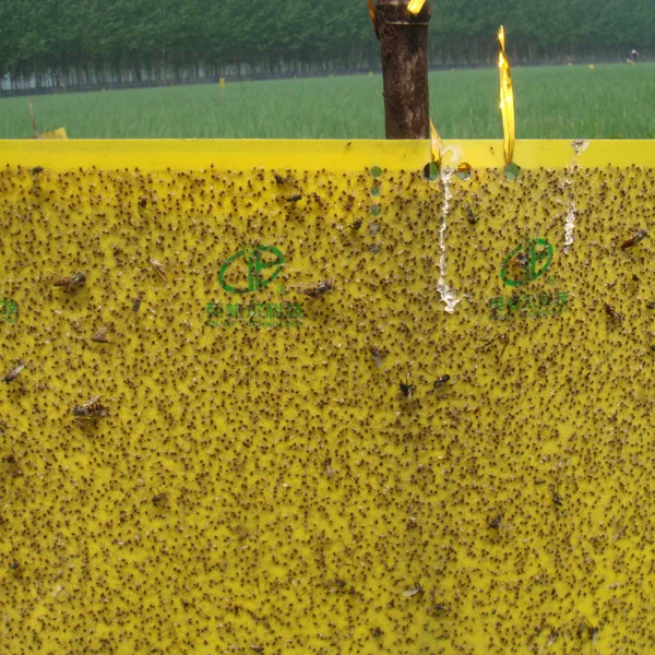 Приманка Liriomyza sativae для уничтожения растительных листьев