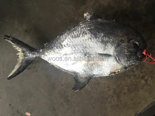 Замороженные рыба-ангел целом rund брама рыбы