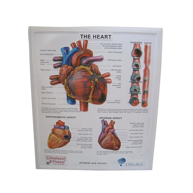 Medical Science Custom Printing Human Anatomy Poster Heart Anatomy Model