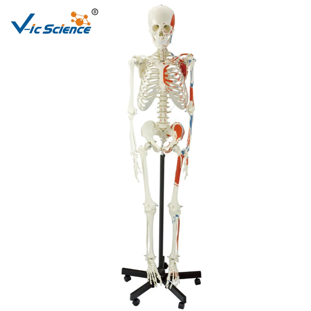 Медицинская медицина, горячая распродажа, профессиональный медицинский пластиковый скелет в натуральный размер