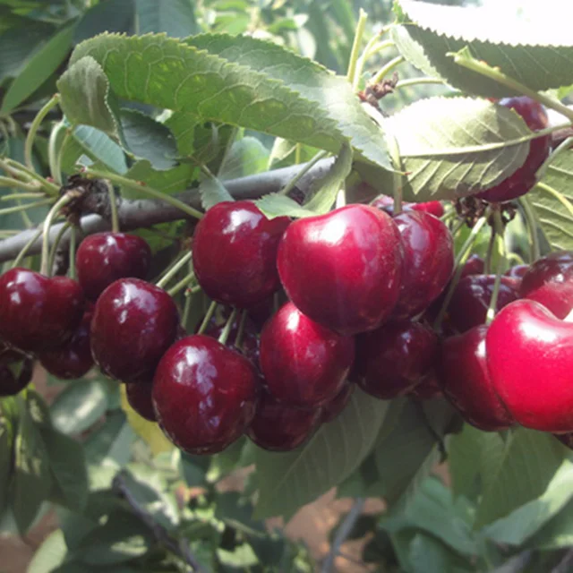 Свежие Саженцы вишни