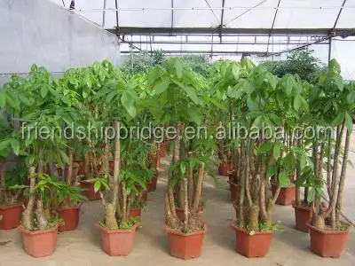 
Pachira aquatica Bonsai 