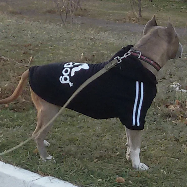 De gran tamaño estupendo perro de animal doméstico ropa