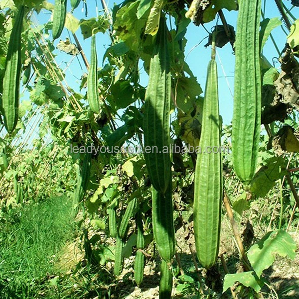 
LU01 Duanshen high yield short quality ridge luffa seeds 