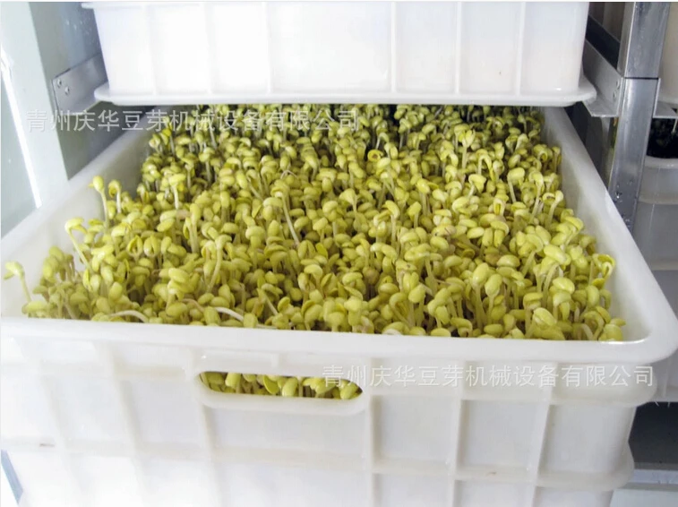 
Automatic Soya bean sprout growing machine Bean Sprout Machine Price 