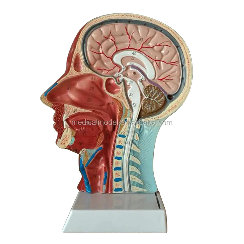 Superficial Face With Muscle Nerve Blood Vessel Brain Model