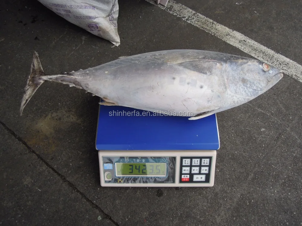 Taiwan Frozen Big Bonito Tuna 700 gram up Euthynnus Affinis