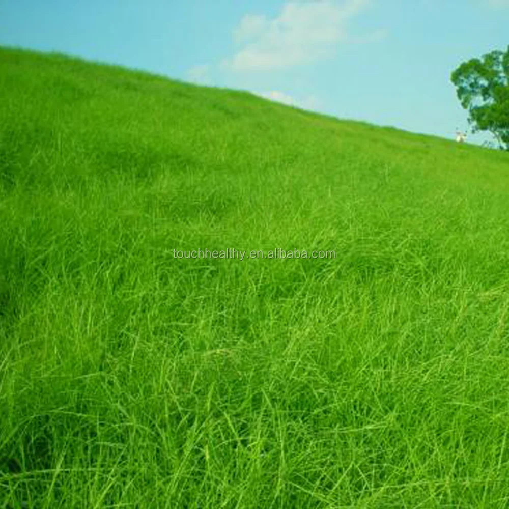 2021 высококачественные семена Paspalum natatu, используемые как семена газона или травы