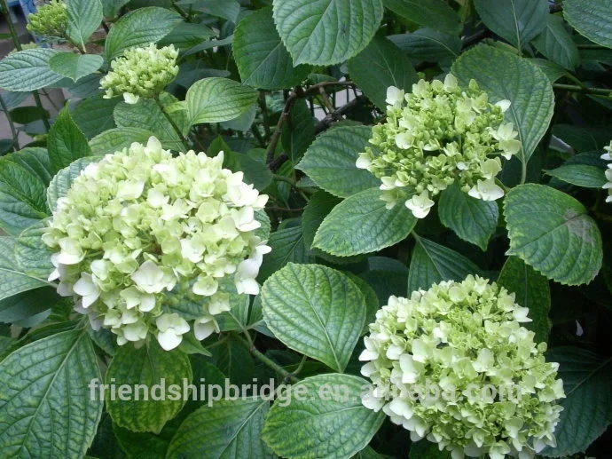 
Chinese Snowball Bush Tree Seedlings,Hydrangea L. 