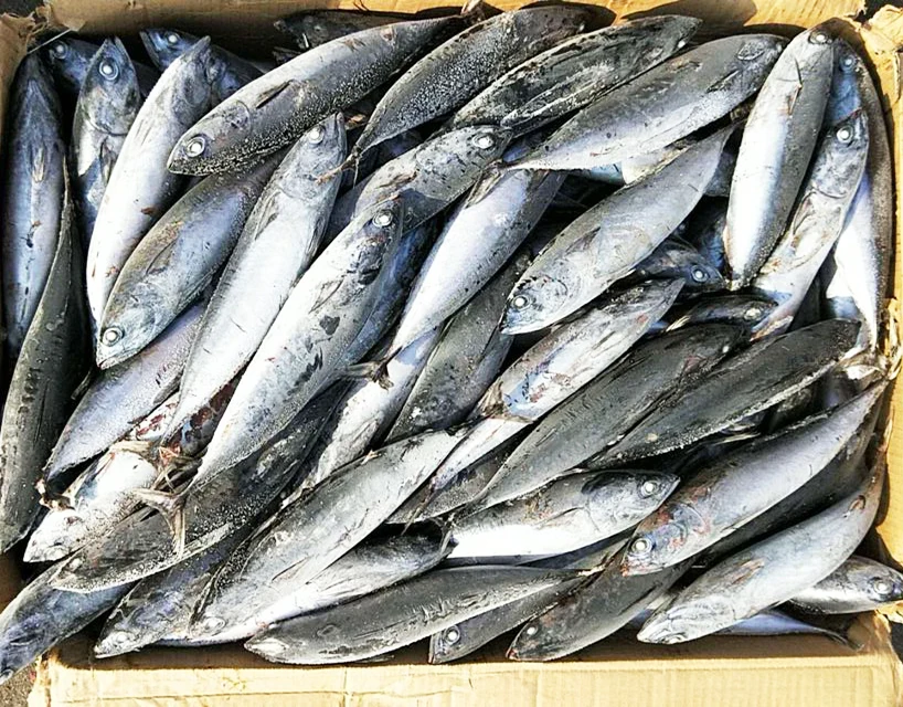 Frozen Bonito Fish Whole Round / Bonito Tuna For Sale