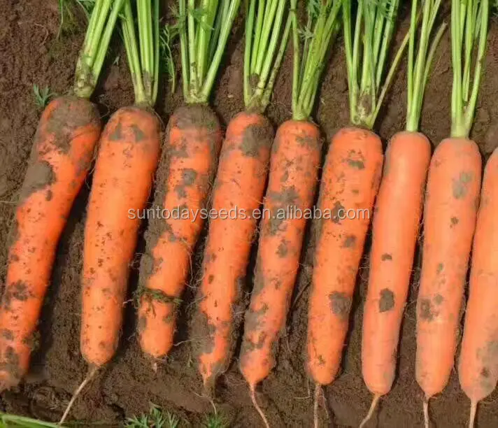 
Suntoday vegetable heirloom F1 hybrid planting carrot seed 1kg/bag 