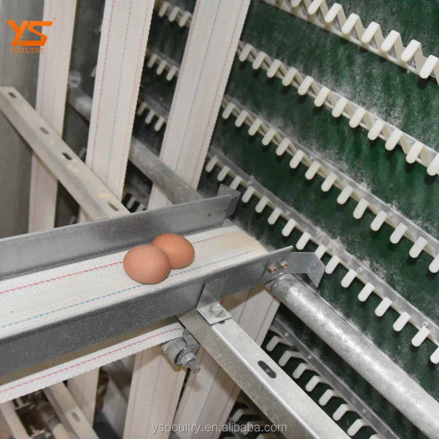
Layer Chicken Automatic Egg Collect Machine for Poultry Farm Equipment 