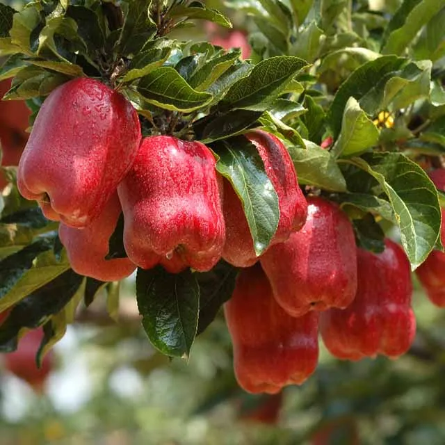 
Royal Gala Apples Granny Smith Apples Red Delicious/Stark/Red Chief Apples Fuji apples Origin CHINA 