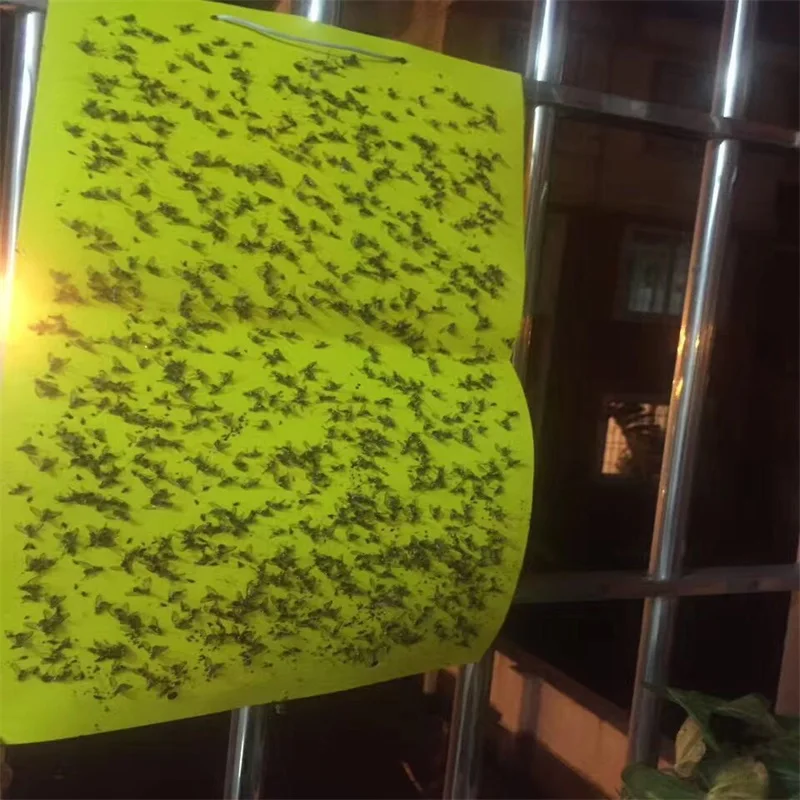 Bactrocera dorsalis pheromone trap