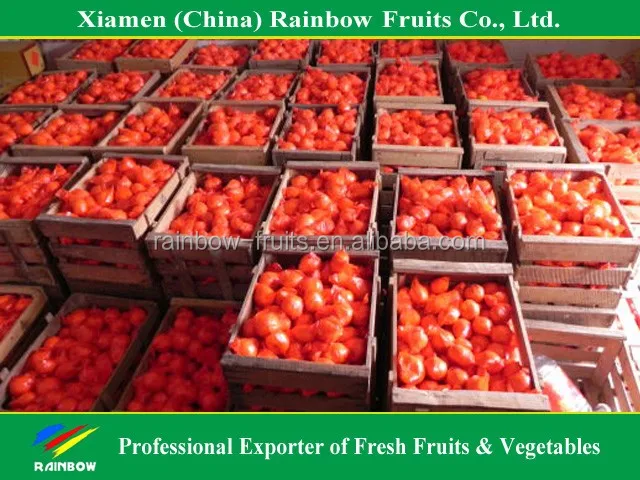 
yongchun ponkan mandarin for Russia & Bangladesh & Indonesia & Malaysia market 