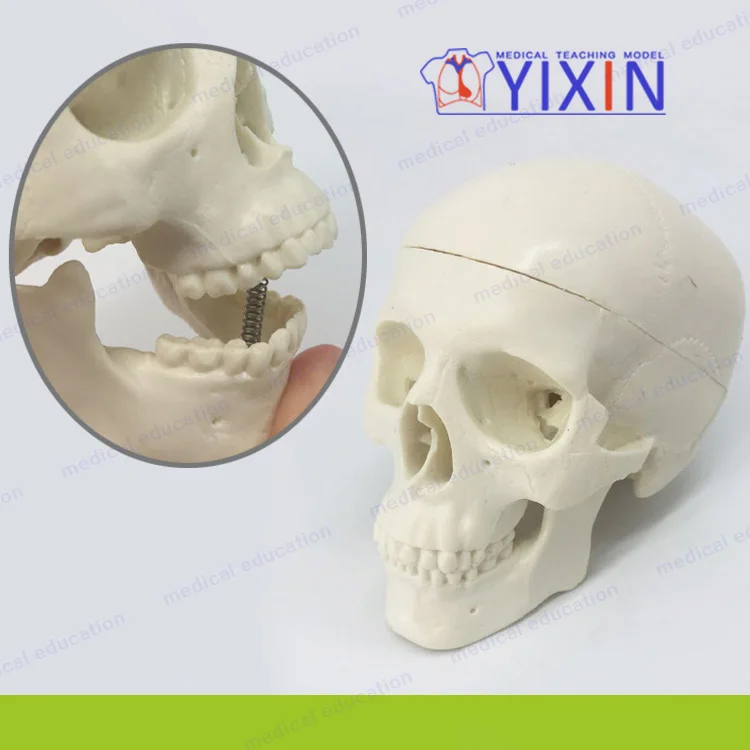 
Fine Skull Model Mini Art ExaminationTeaching Practice 