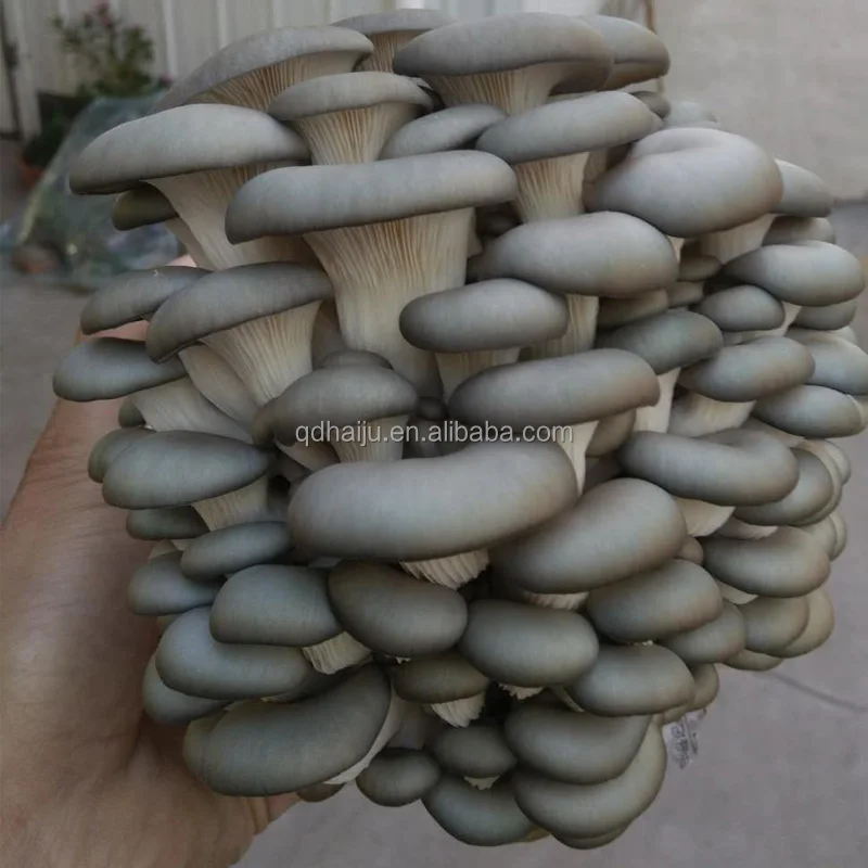 
White color Oyster mushroom log price 