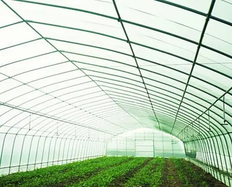 Tunnel Greenhouse for Agriculture