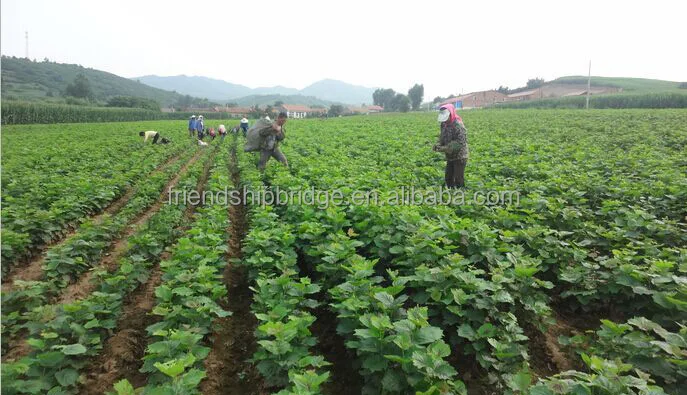 
Cold resistant Hybrid Hazelnut tree seedlings 