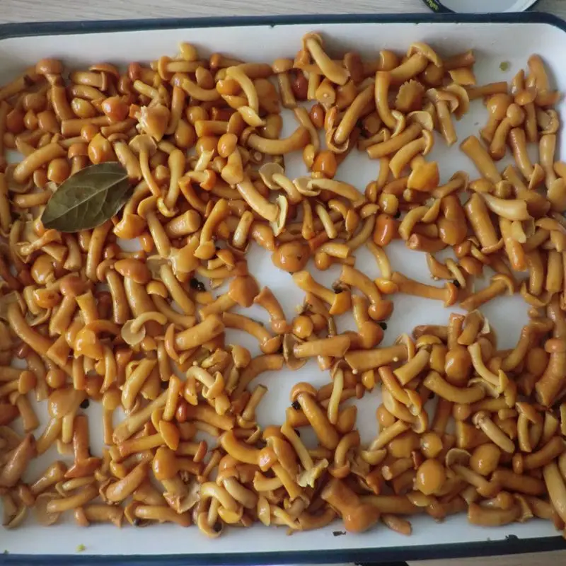 Chinese canned wild nameko mushrooms marinated with fancy quality