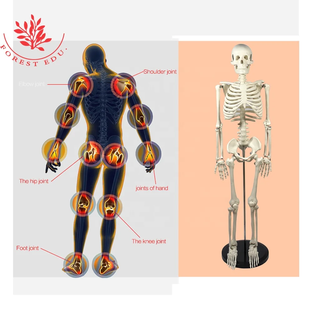 
Medical teaching model 85cm human anatomy skeleton 