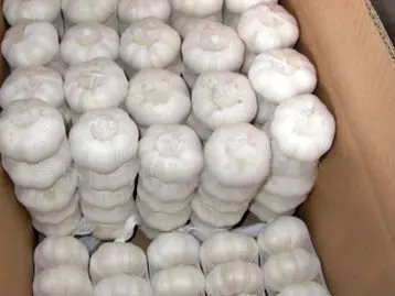 
Fresh garlic new 2018 