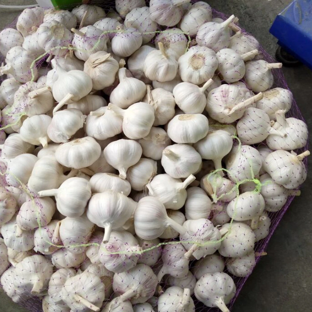 
New season fresh garlic normal white price 