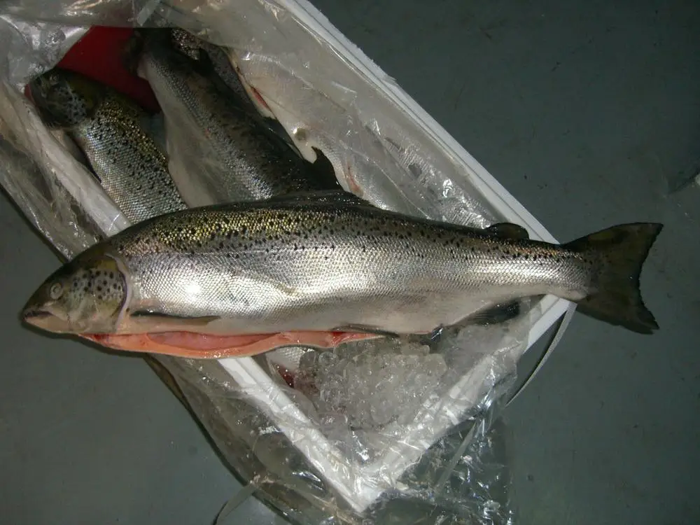 
Farmed salmon 