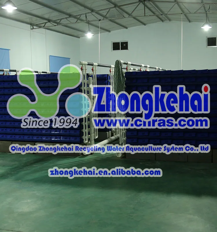 
crab costume, king crab, live mud crab 