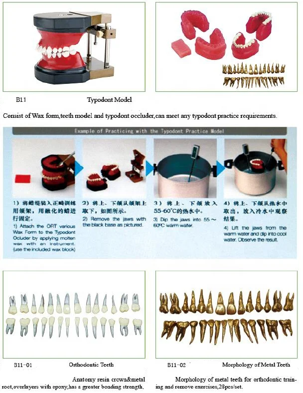 Dental Ortho teeth model