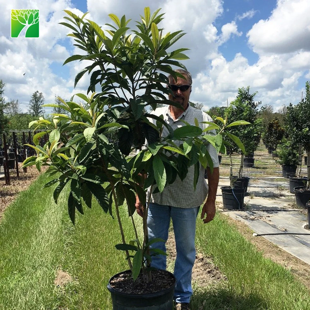 Низкий минимальный заказ, тропический цветок, растение loquat, семена фруктов Eriobotrya japonica