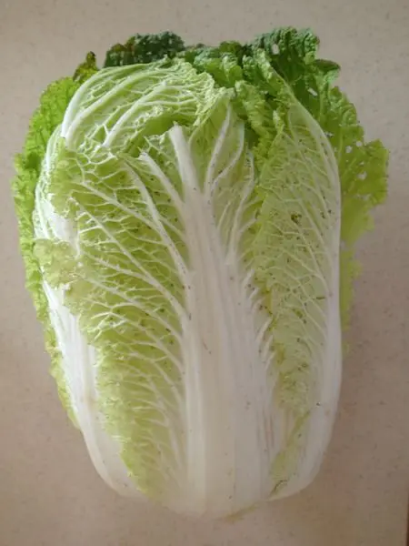 Quality vegetable seeds for sale best price chinese cabbage seed