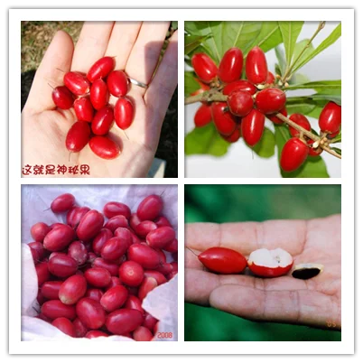 miracle berries fruit extract miracle powder Polysaccharide 50% Miraculin