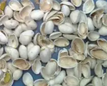 mini smaller pistachios color sorter for sorting different colors of the pistachios