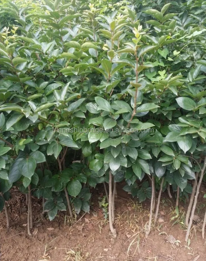 
Wholesale Excellent variety persimmon fruit seedling 