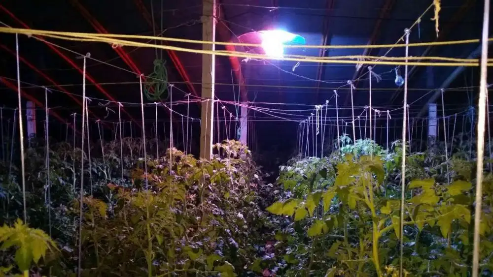 Agricultural Greenhouse With Blackout Curtain