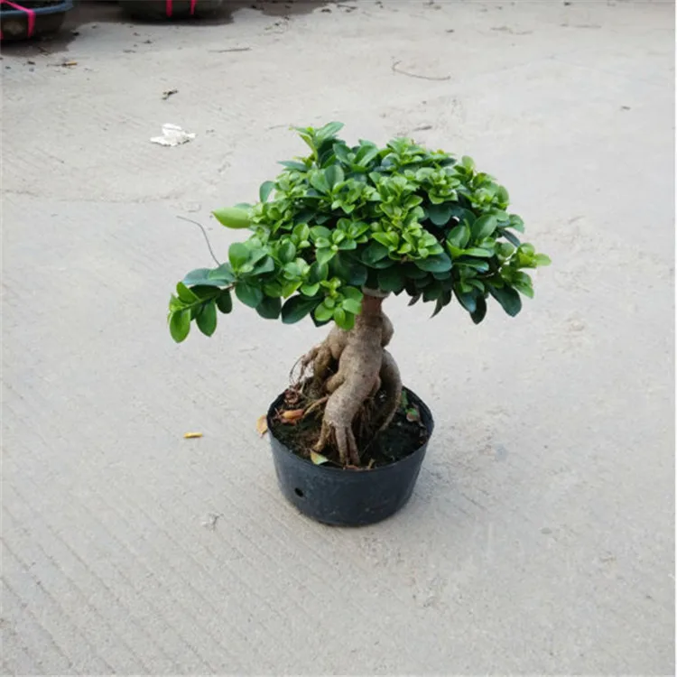 Фикус Женьшень бонсай