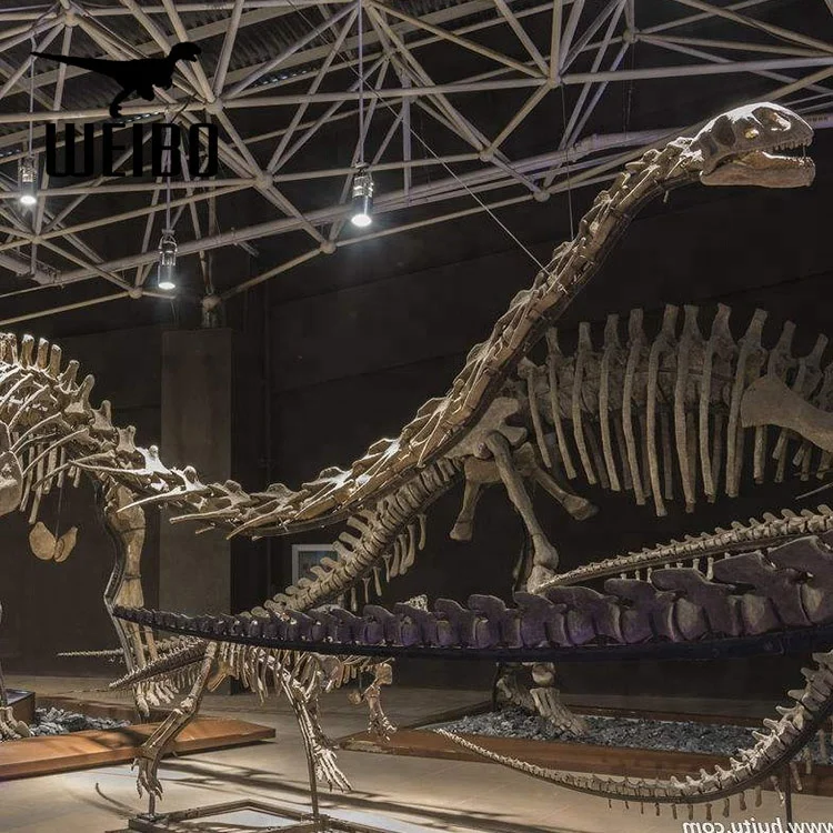 Long neck dinosaur skeleton dinosaur fossil