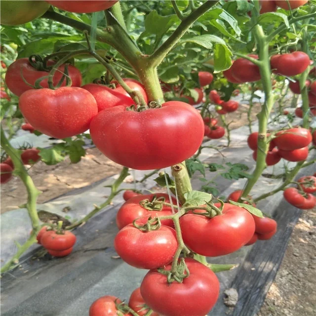 
Suntoday Indeterminate TY high yield turkey heirloom tomato seeds pink 10gr/bag 