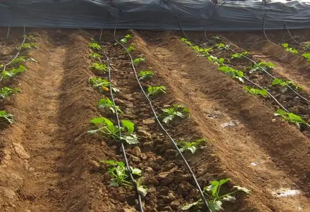 The cheapest agricultural greenhouse macro tunnel